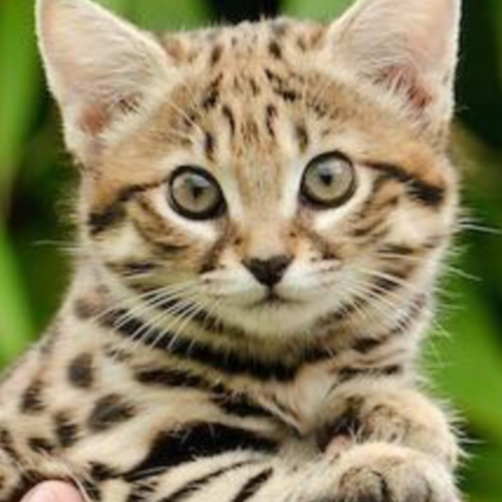 Meet your Posher, Ava